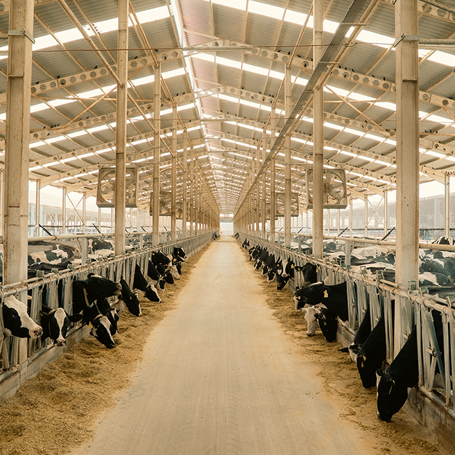 Bala Tarım - Image 1